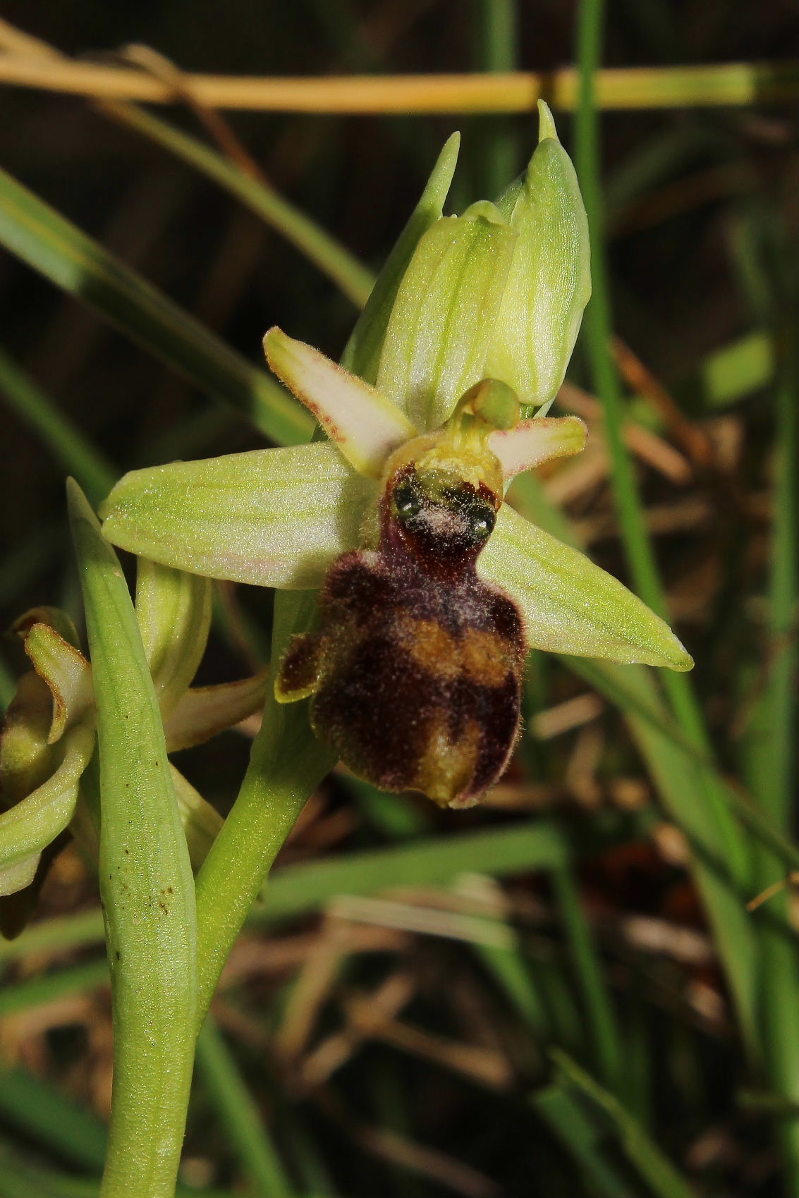 Ophrys exaltata subsp. montis-leonis - variabilit